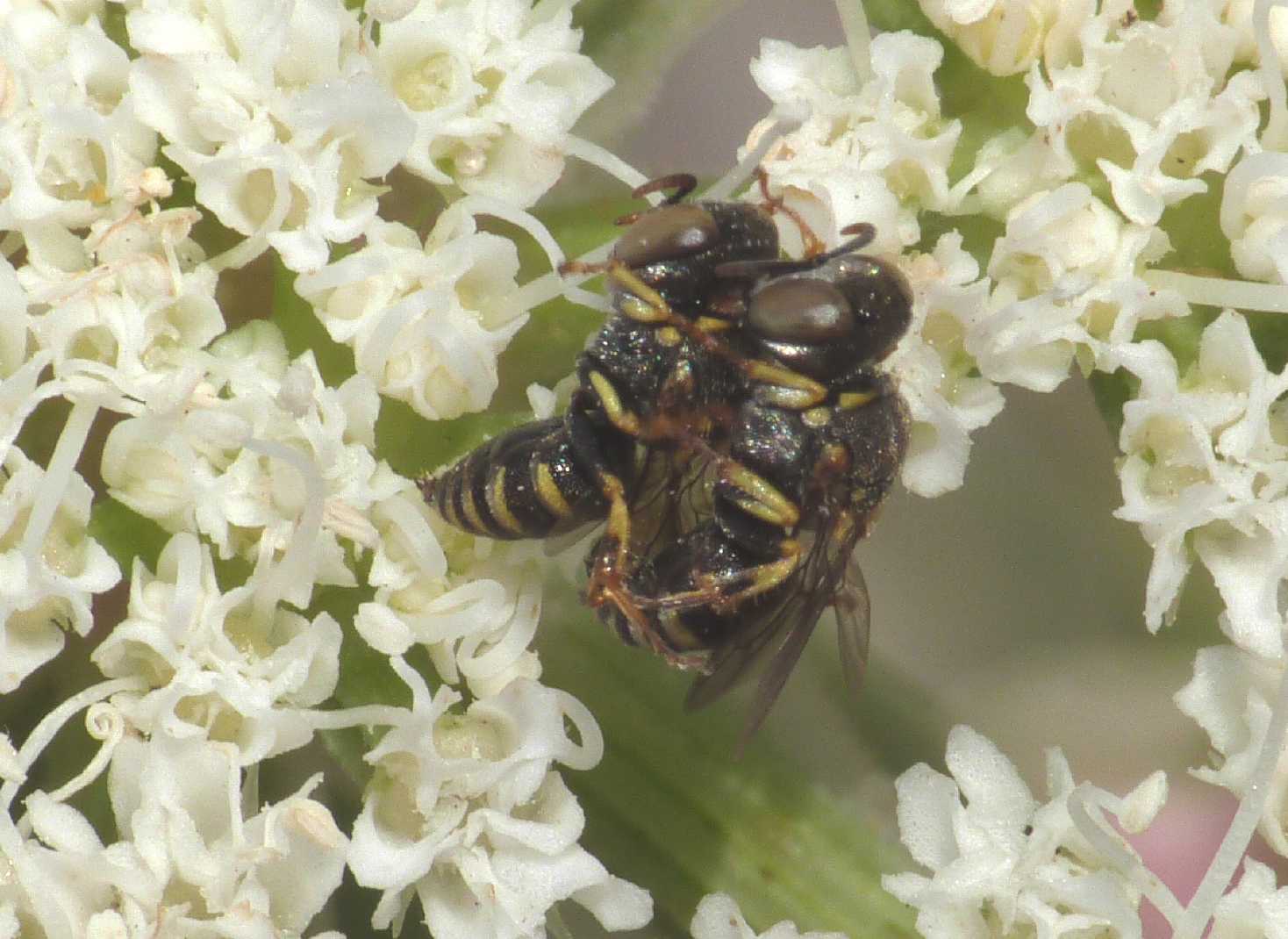 Piccoletti in accoppiamento: Oxybelus sp. (Crabronidae)